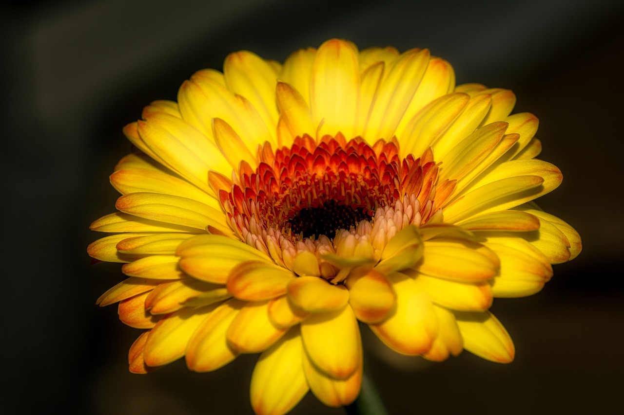 Image - gerbera flower blossom bloom