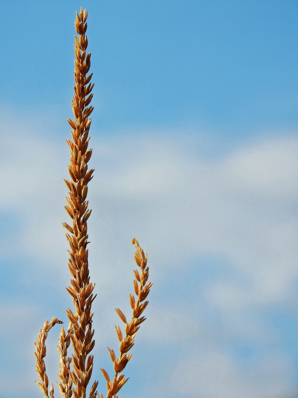 Image - corn mais imitate ear food cereals