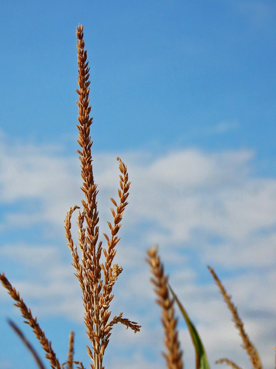 Image - corn mais imitate ear food cereals