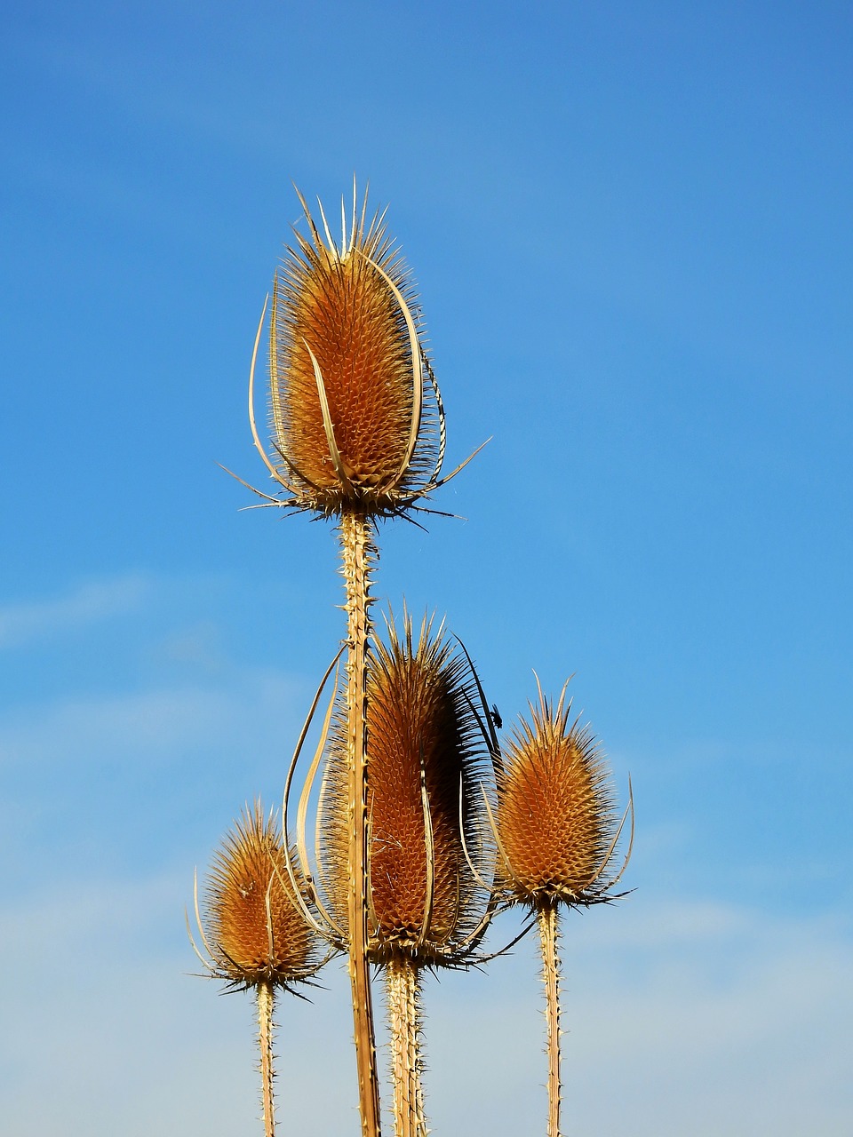 Image - thistle weed incomplete prickly