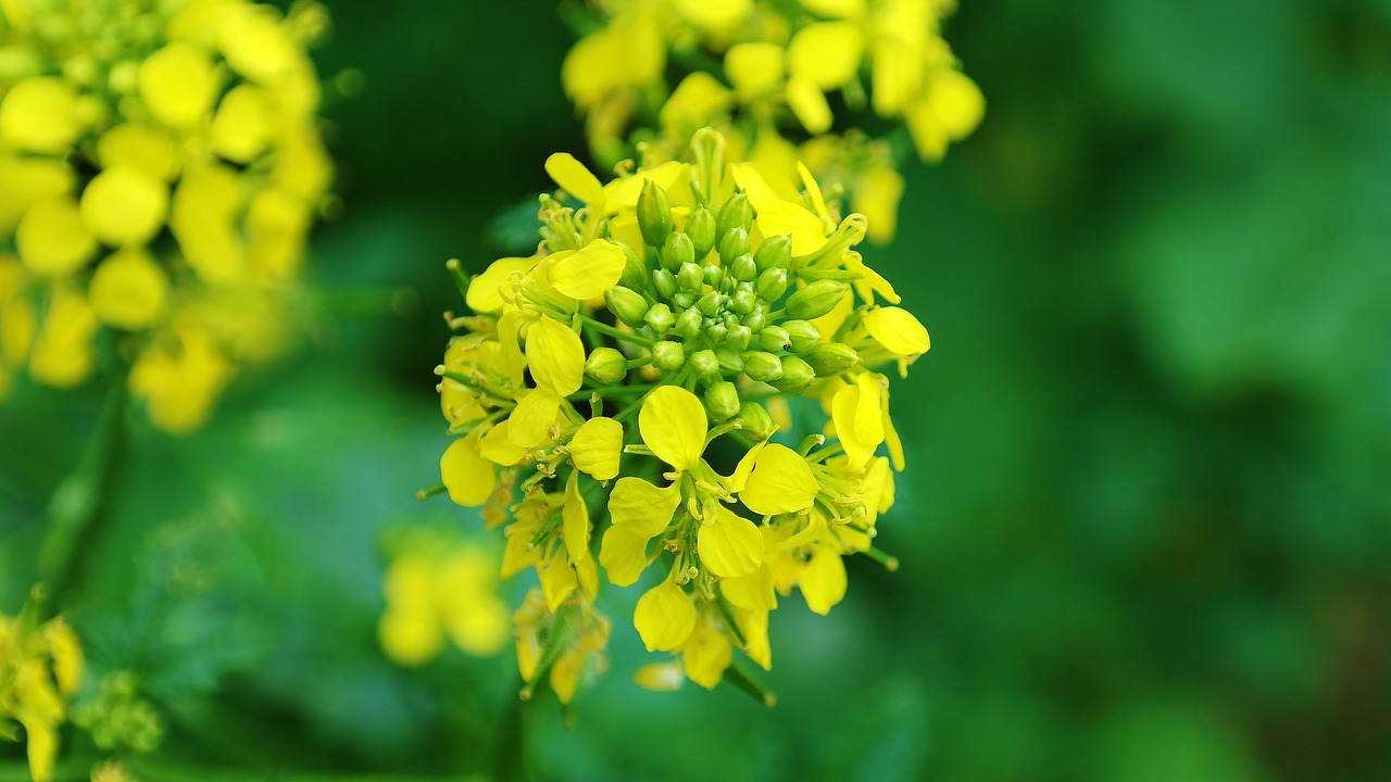 Image - rape blossom oilseed rape blossom