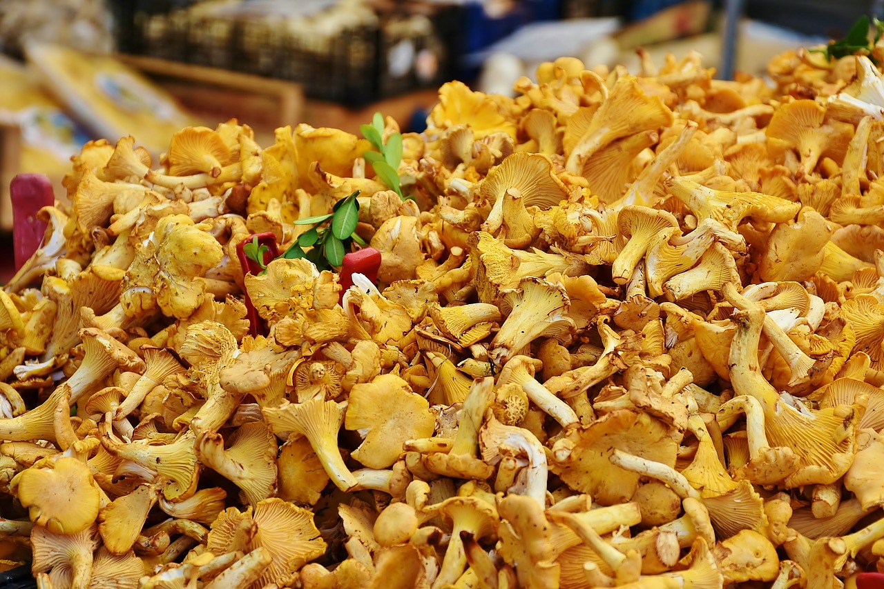 Image - real chanterelles mushrooms