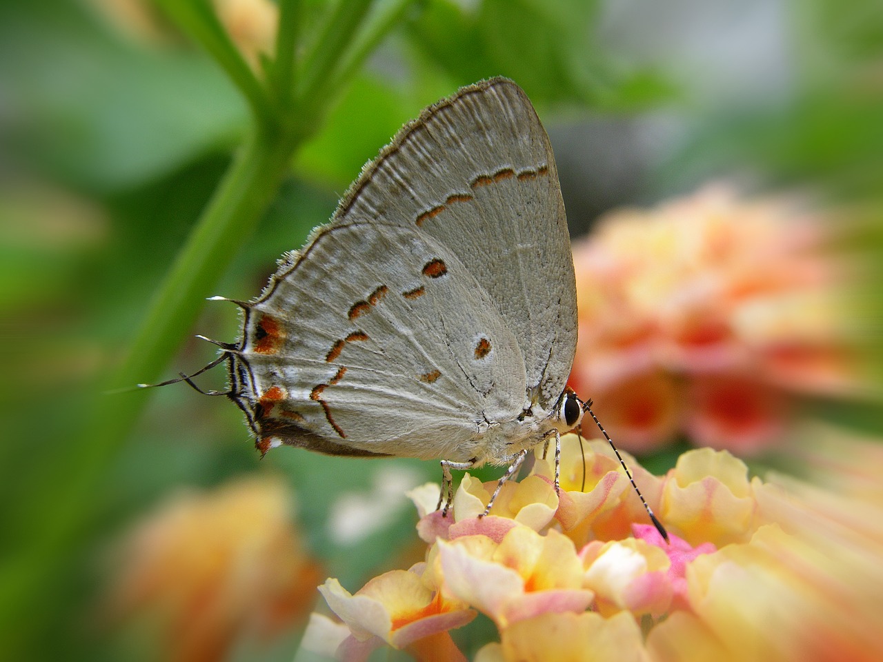 Image - butterfly pedro nunes