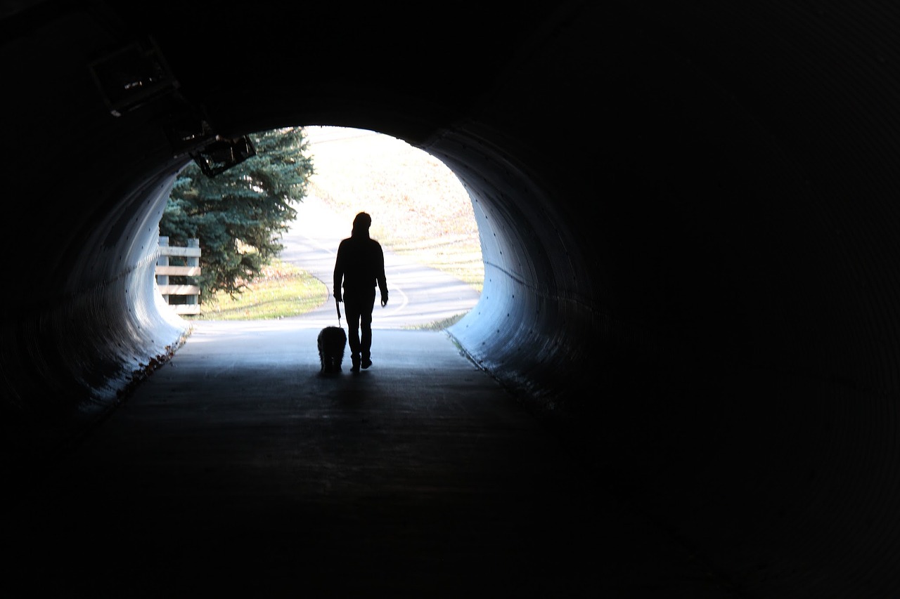 Image - walking solitary dog alone