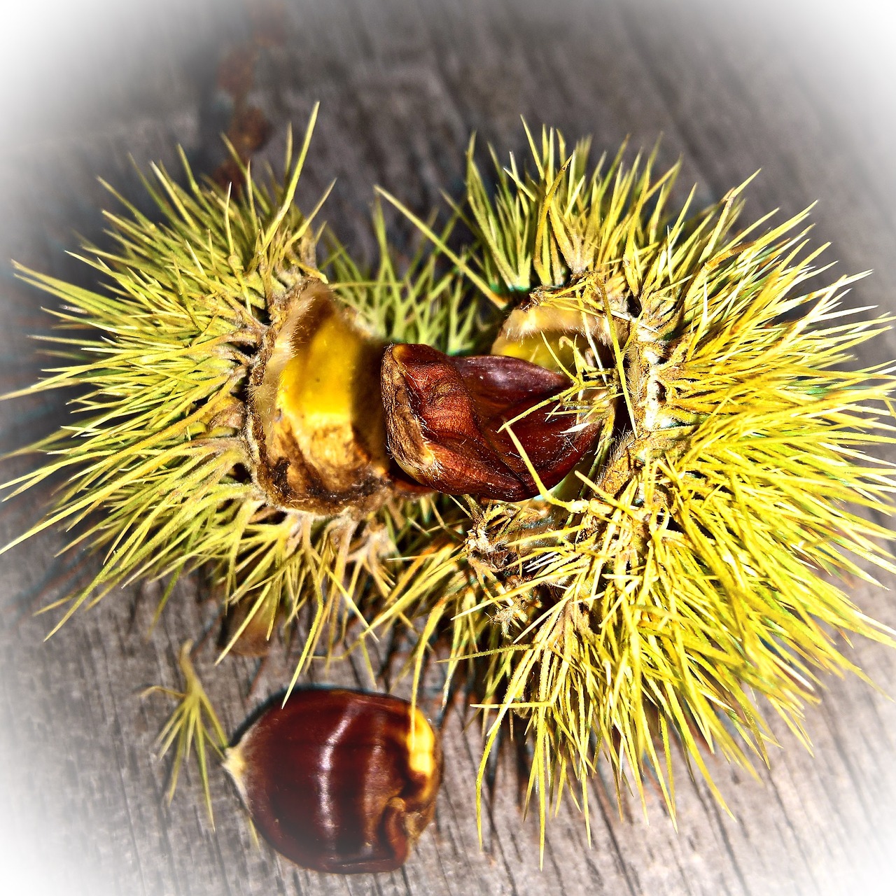 Image - chestnut green prickly fruit sliced