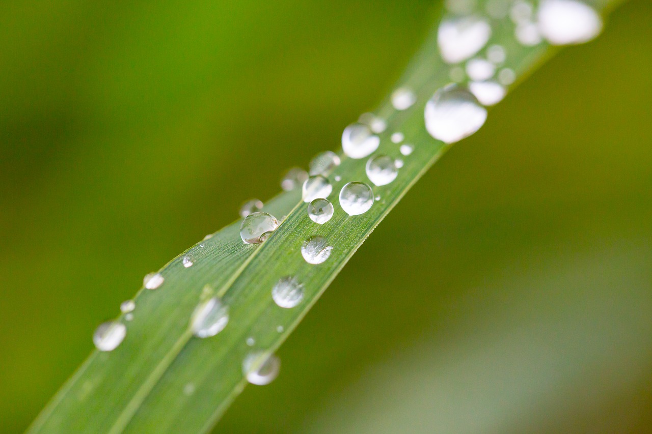 Image - grass halm blade of grass green