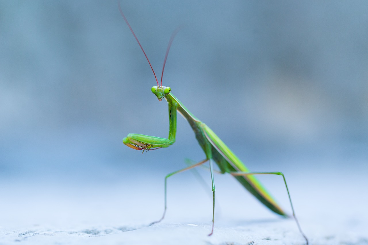 Image - wild praying mantis insect macro