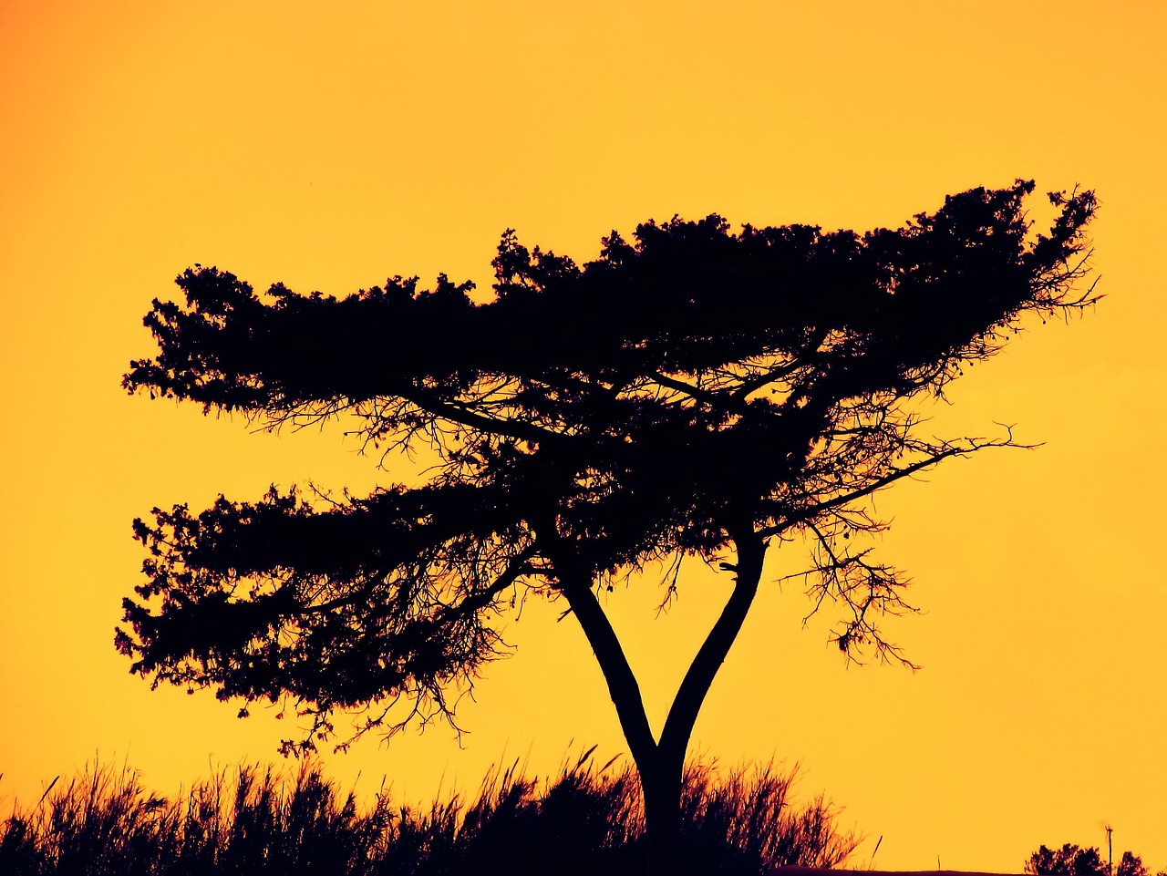 Image - tree shadow afternoon nature