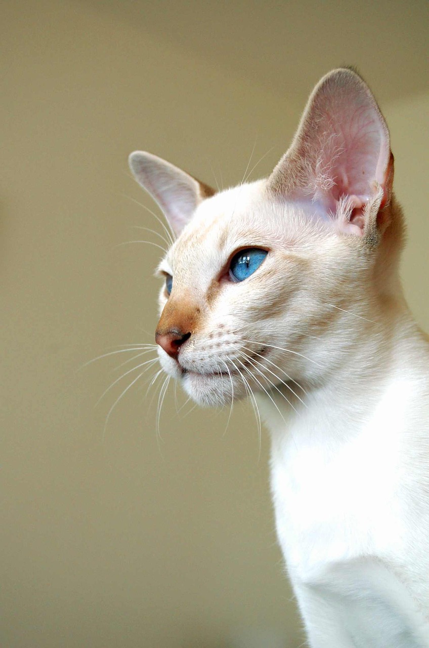 Image - cat siamese cat breed cat