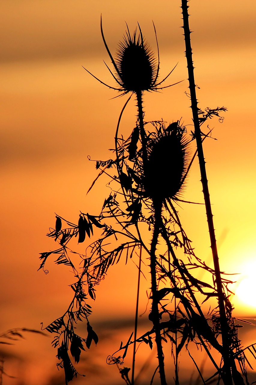 Image - sunset wild teasel silhouette