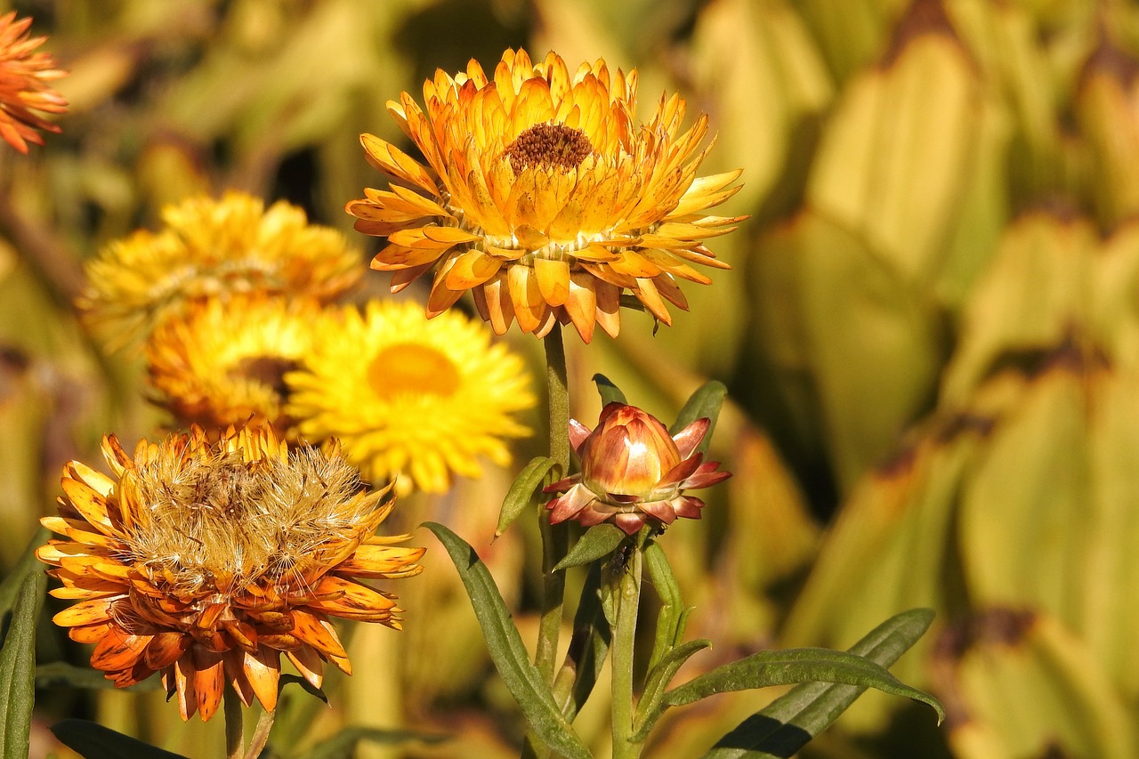 Image - straw flowers yellow flower nature