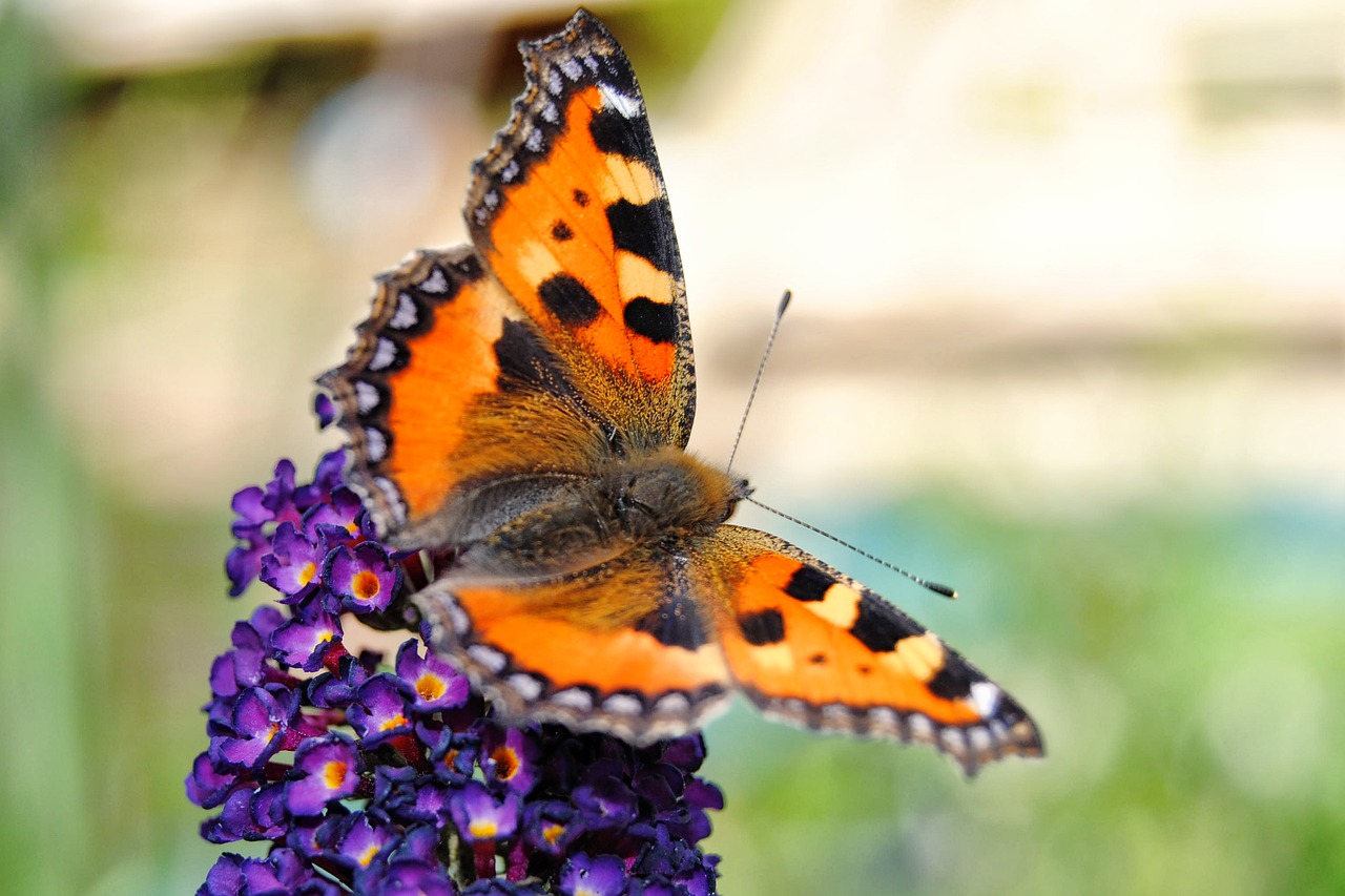 Image - butterfly blossom bloom little fox