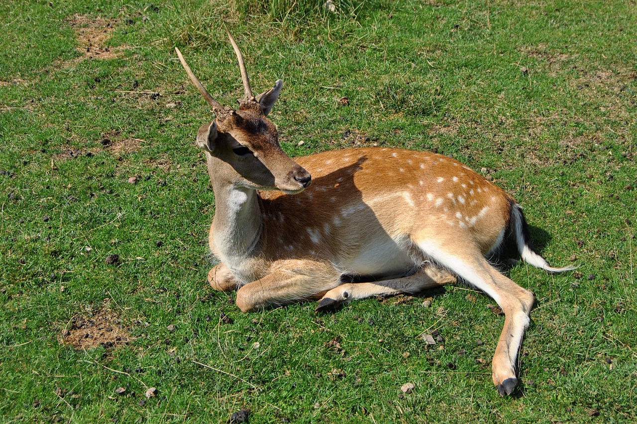 Image - roe deer young concerns rest