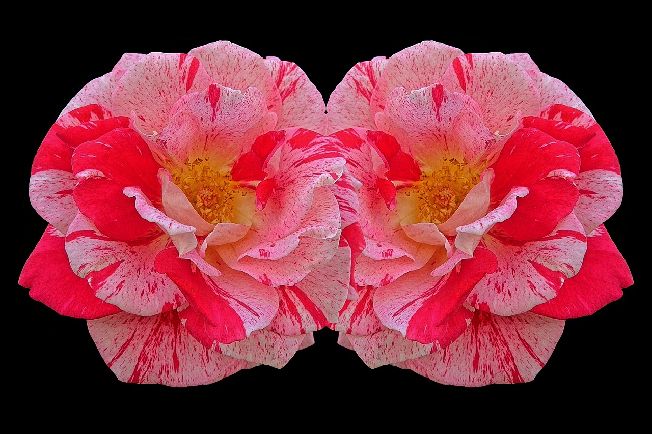 Image - roses multi coloured red pink