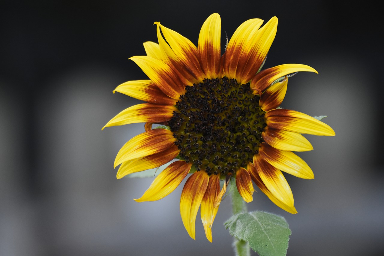 Image - sun flower garden nature yellow