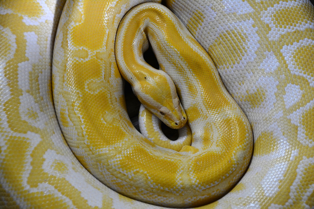 Image - snake yellow reptile non toxic boa