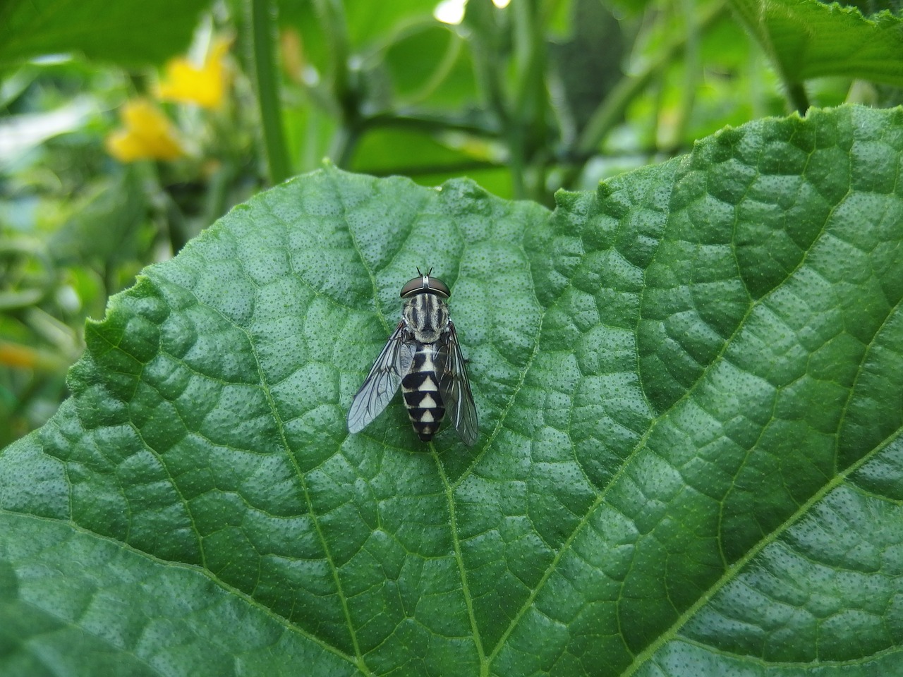 Image - fly abu insect summer