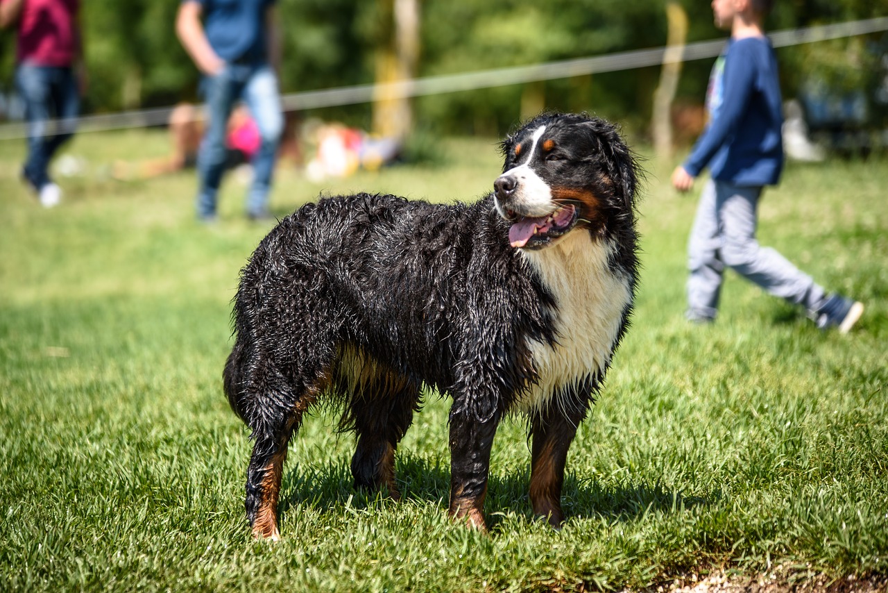 Image - dog wet nature campaign