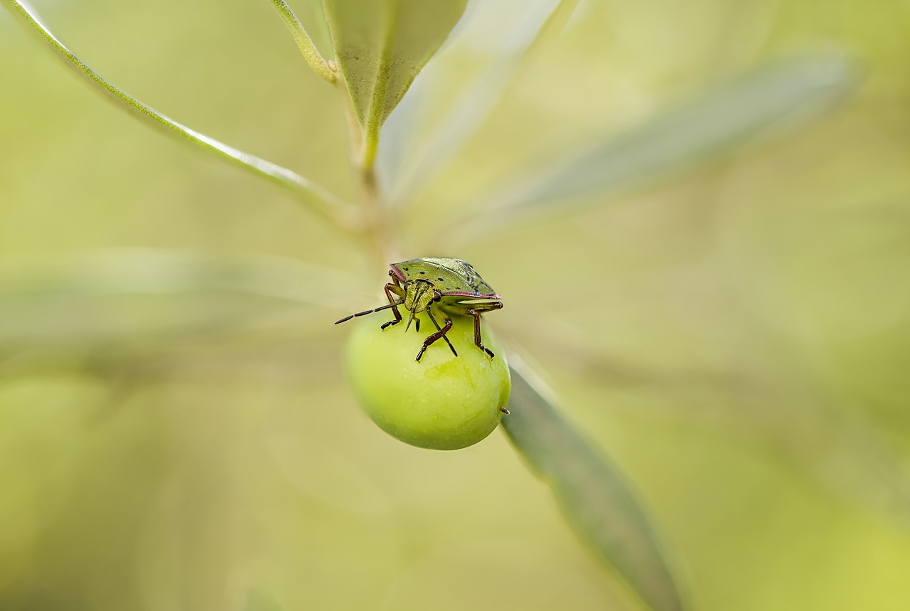 Image - green stink bug smelly bug larva