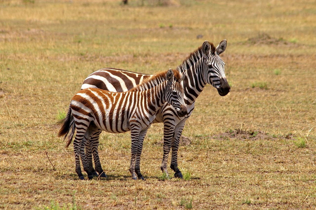 Image - zebra africa black and white safari