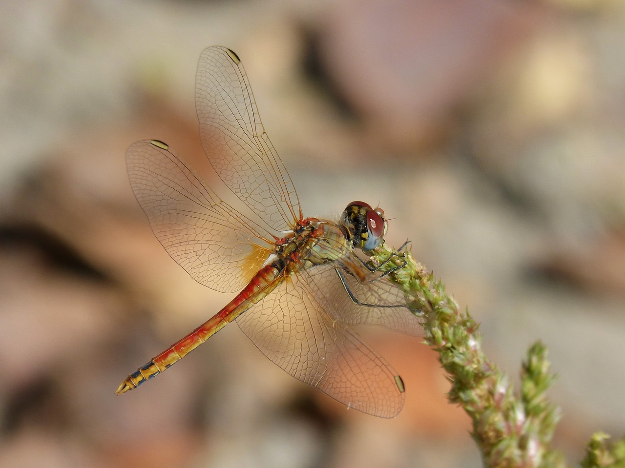 Image - dragonfly sympetrum striolatum