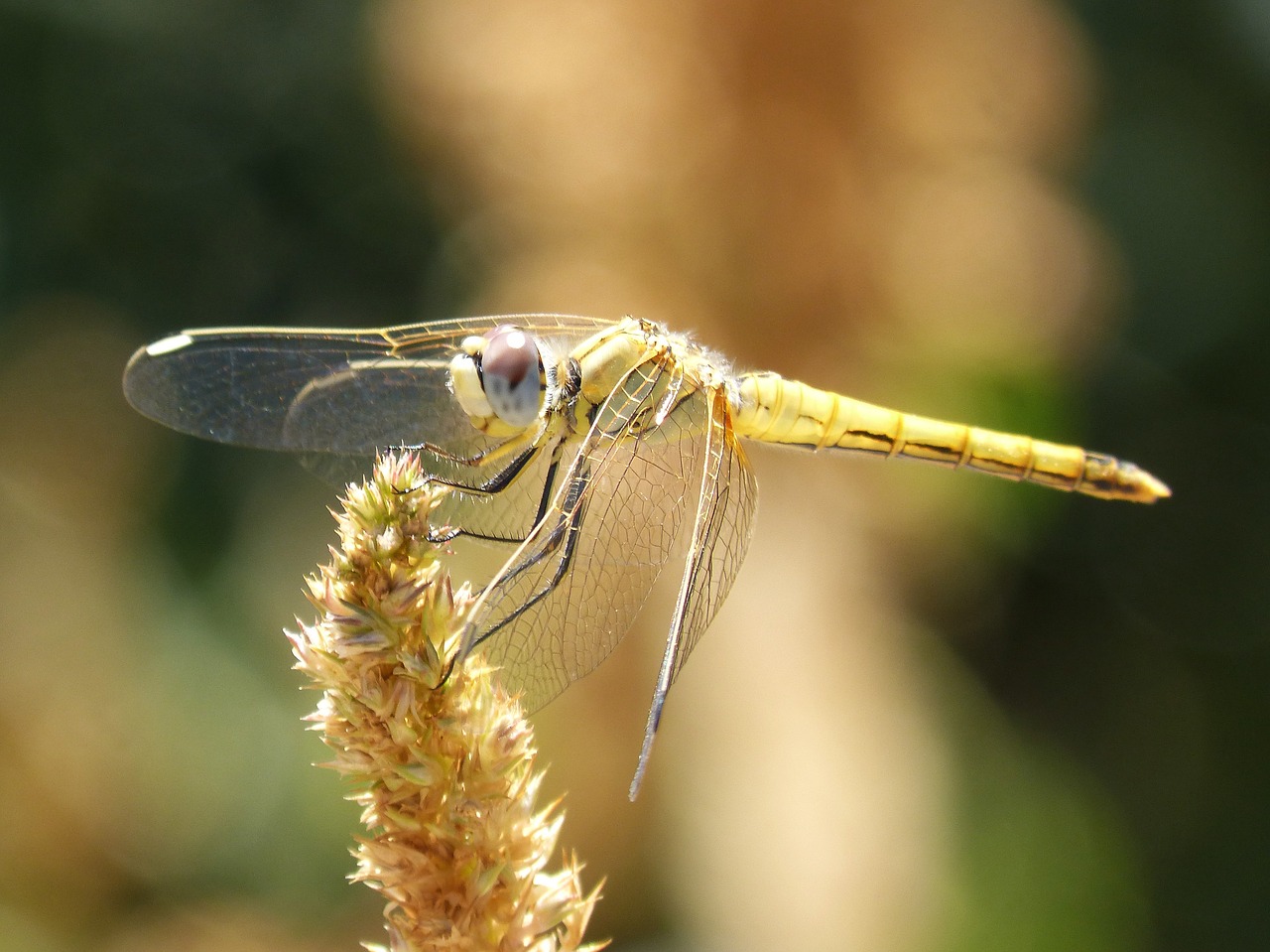 Image - dragonfly annulata trithemis