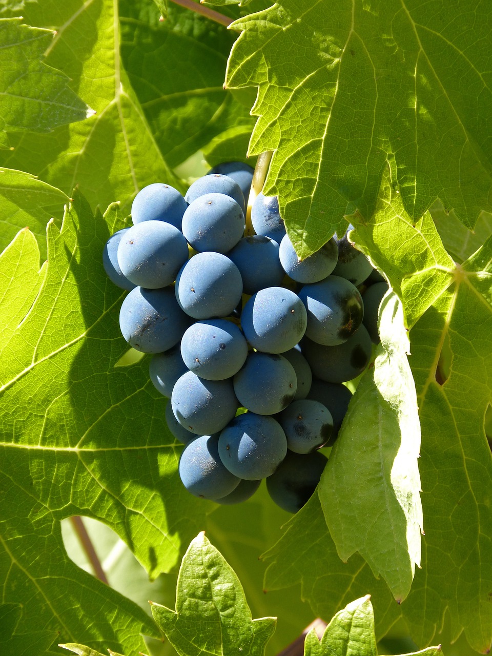 Image - grape garnatxa priorat garnacha