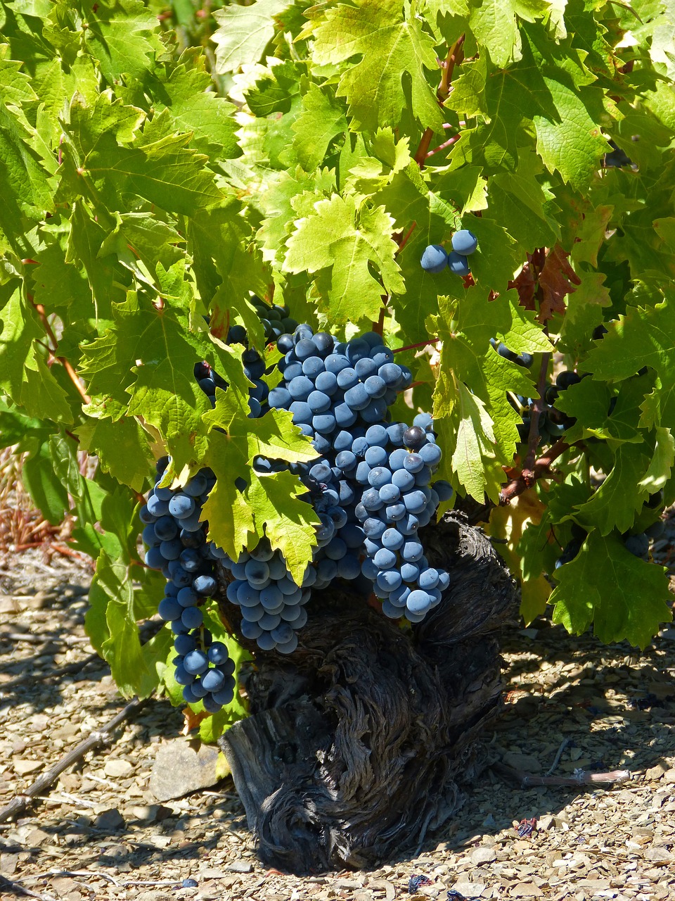 Image - vine old vineyard priorat slate