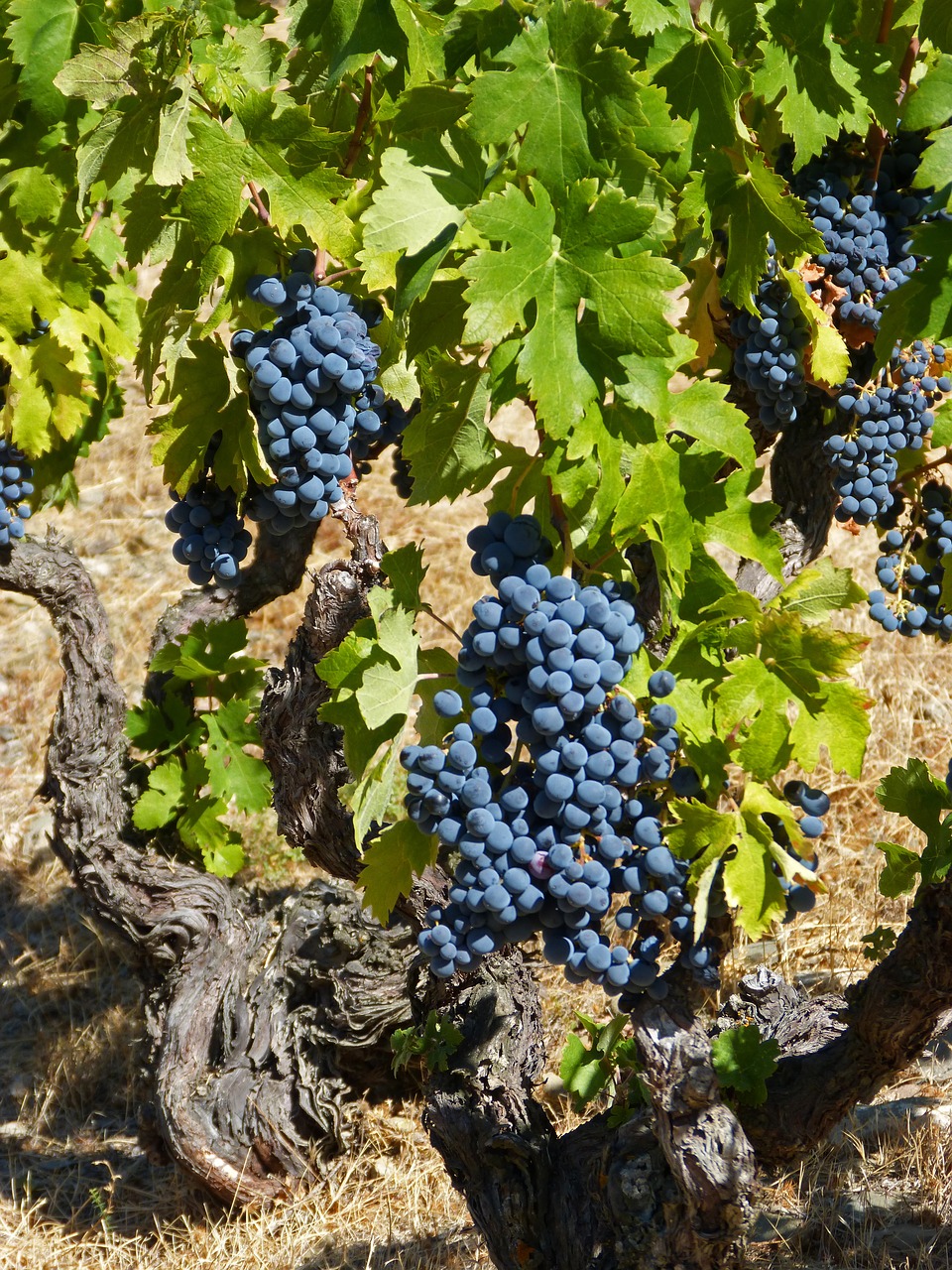 Image - vine priorat old vineyard garnatxa