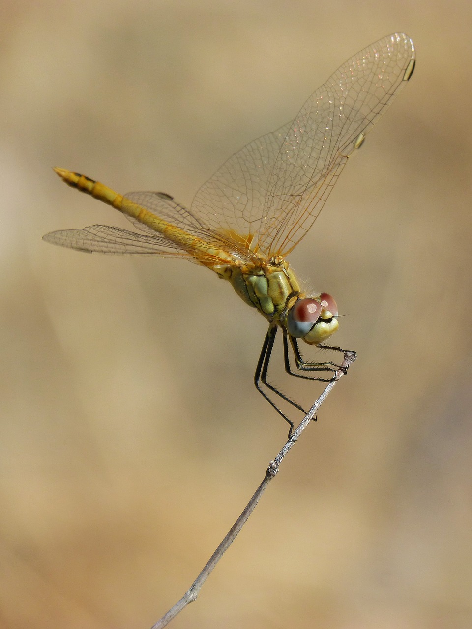 Image - dragonfly sympetrum striolatum