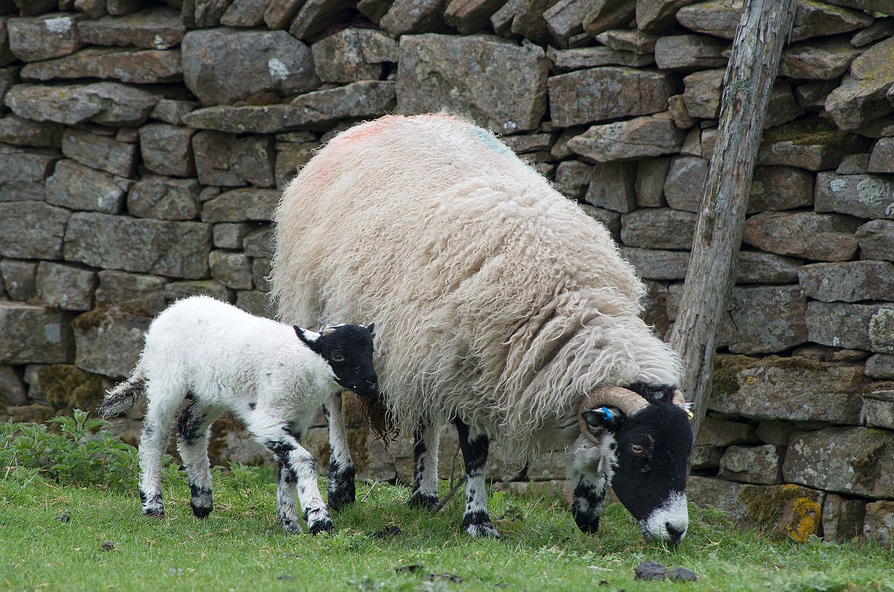 Image - sheep lamb dalesbred yorkshire