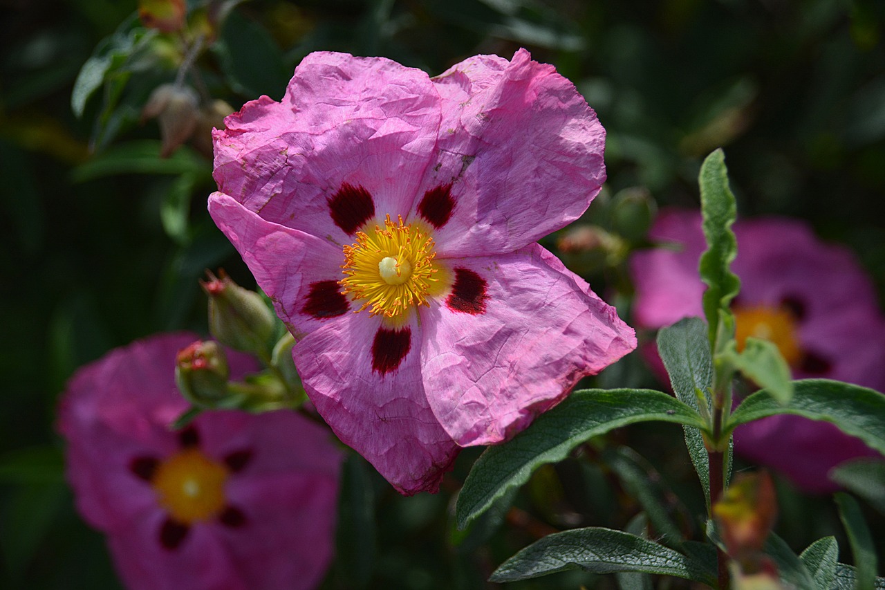 Image - flower eglantine thorns botany