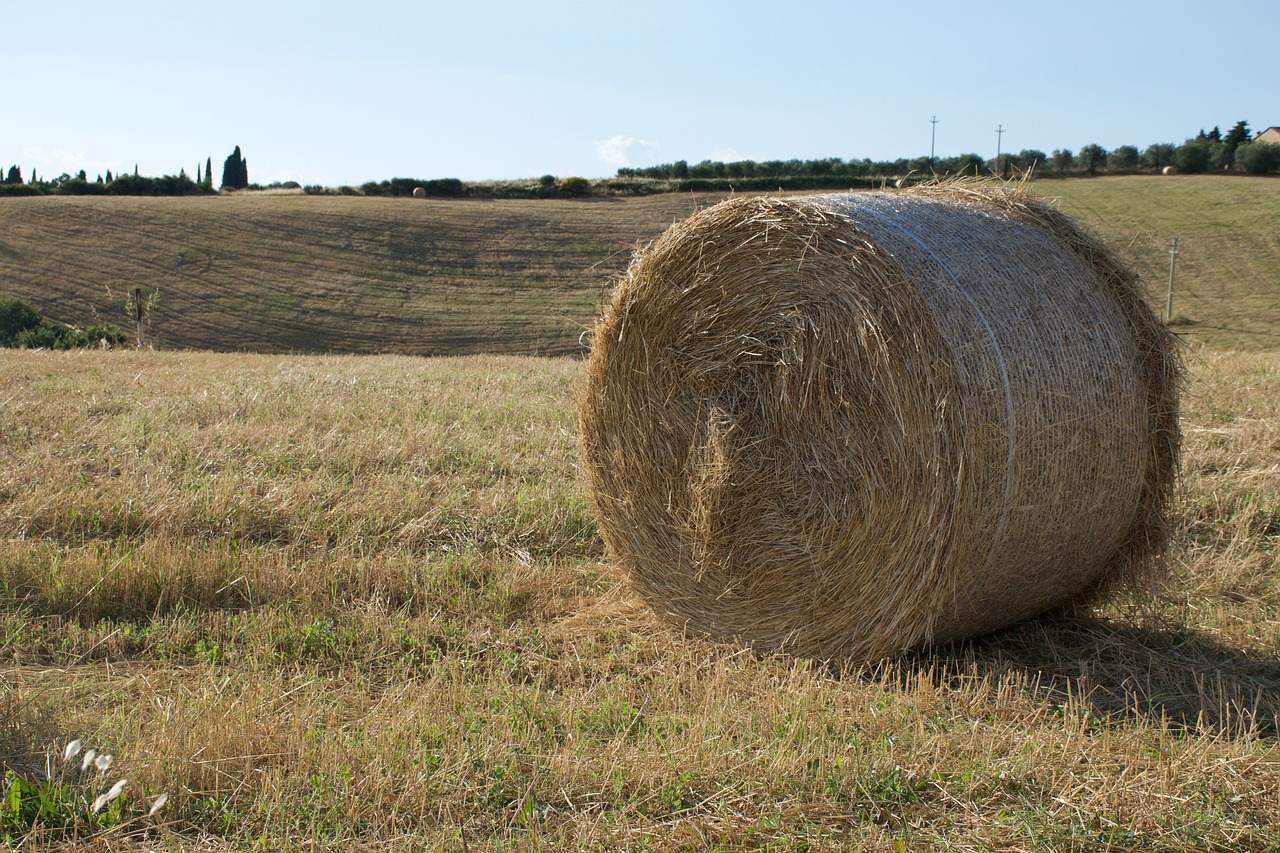 Image - hay summer chaudhary autumn