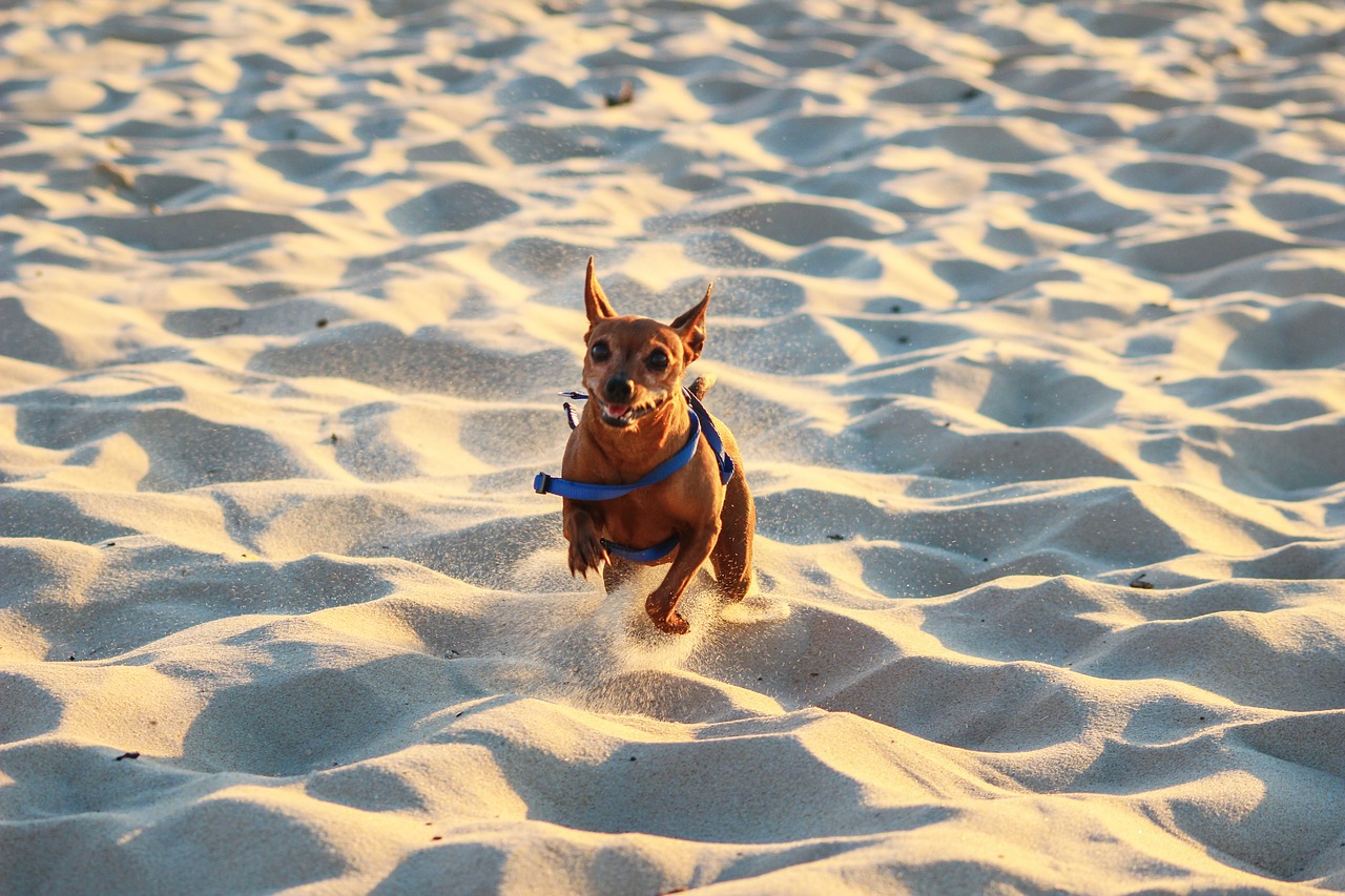 Image - dog race beach sand summer sea