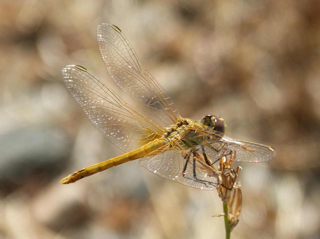 Image - dragonfly iridescent branch