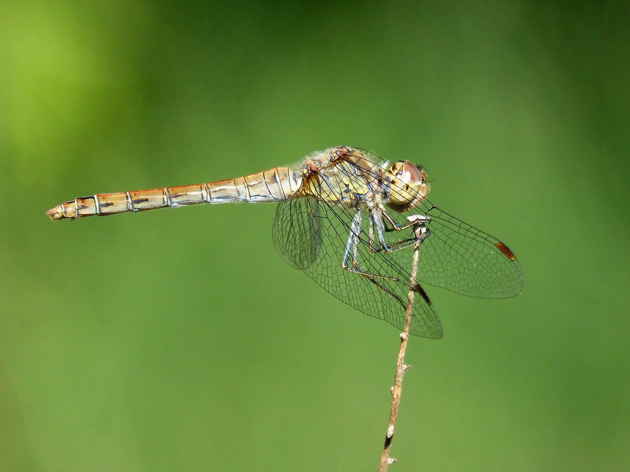 Image - dragonfly odonato detail