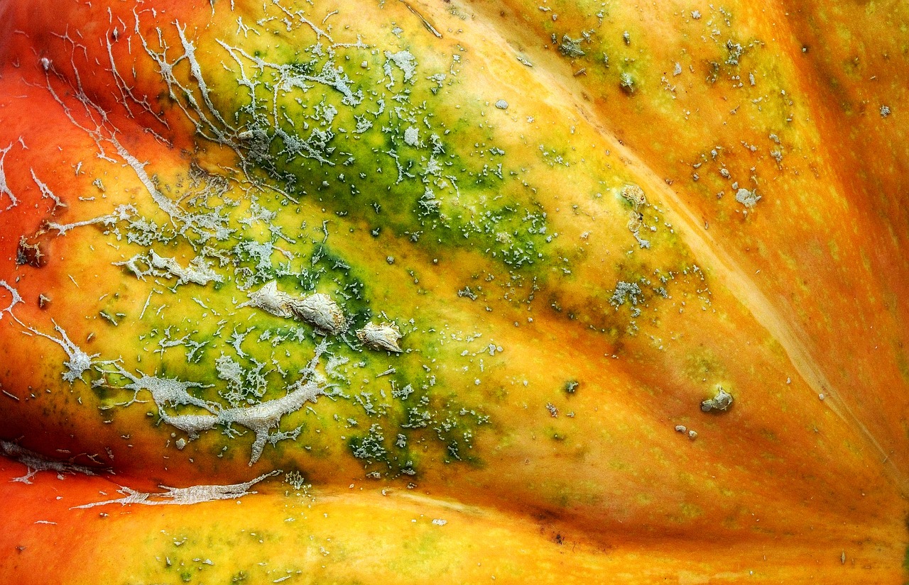 Image - squash pumpkin potimarron detail