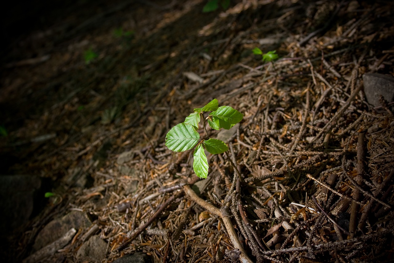 Image - nature seed growing tree seed grow