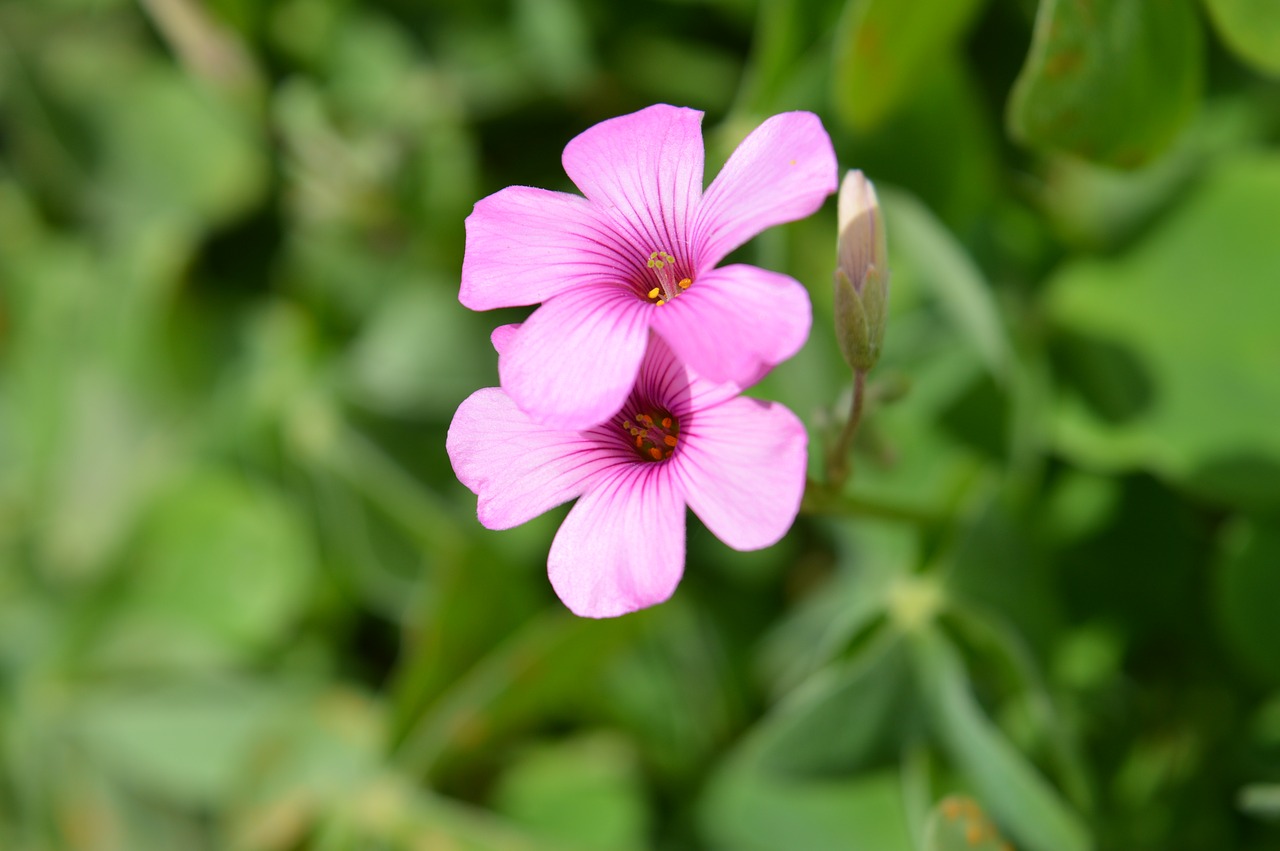 Image - rosa flower small 5 petals