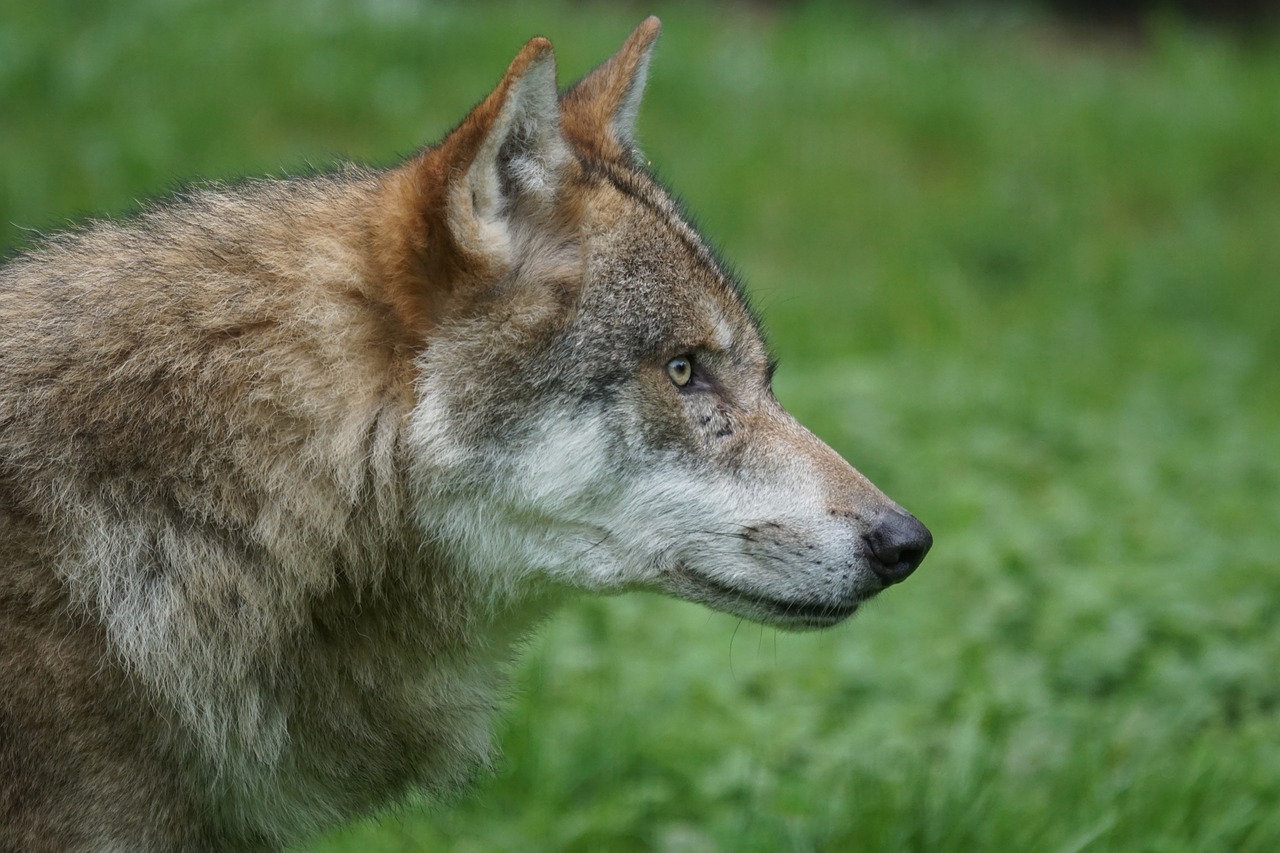 Image - wolf predator carnivores