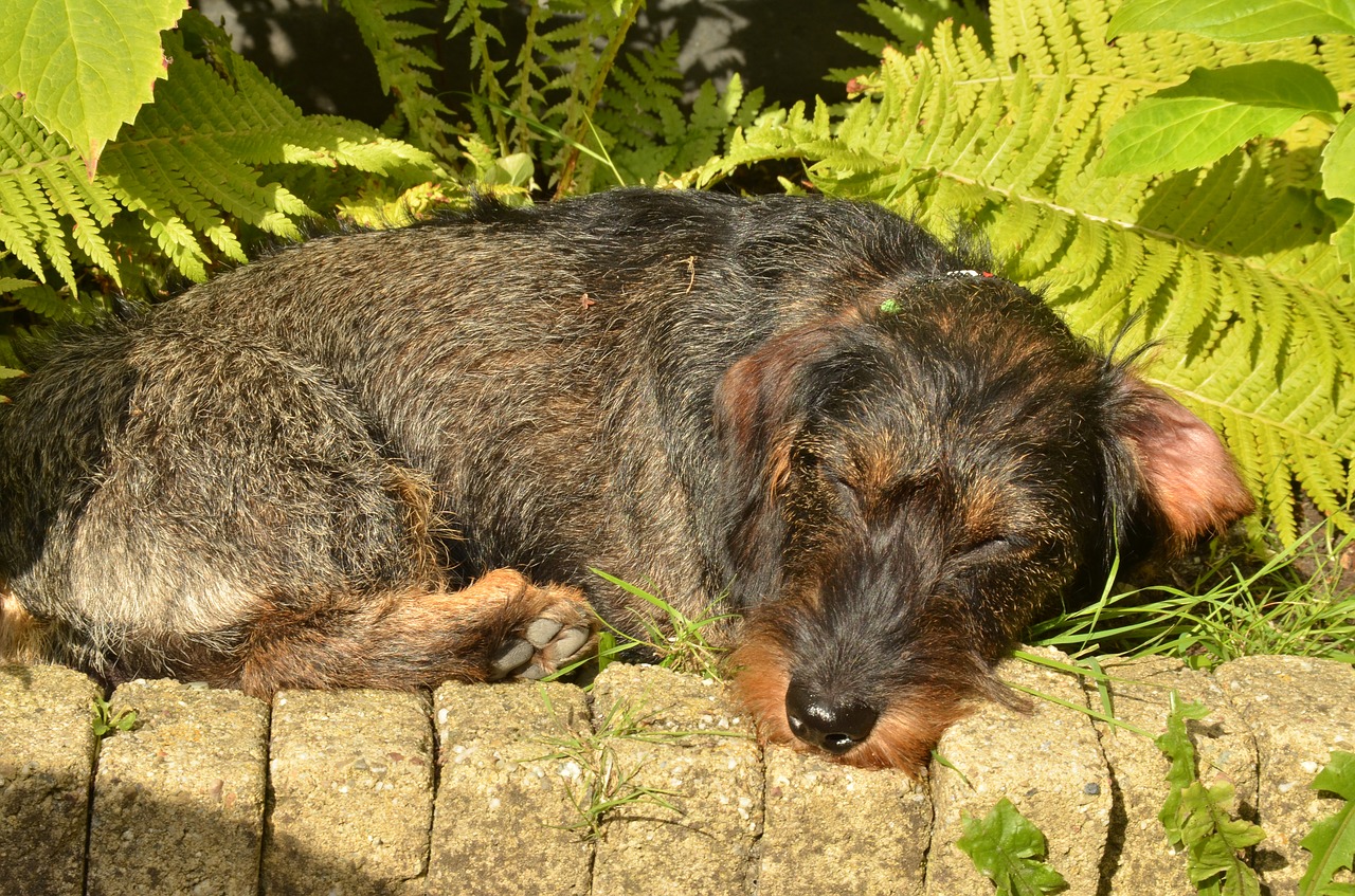 Image - dog dachshund pet long haired sun