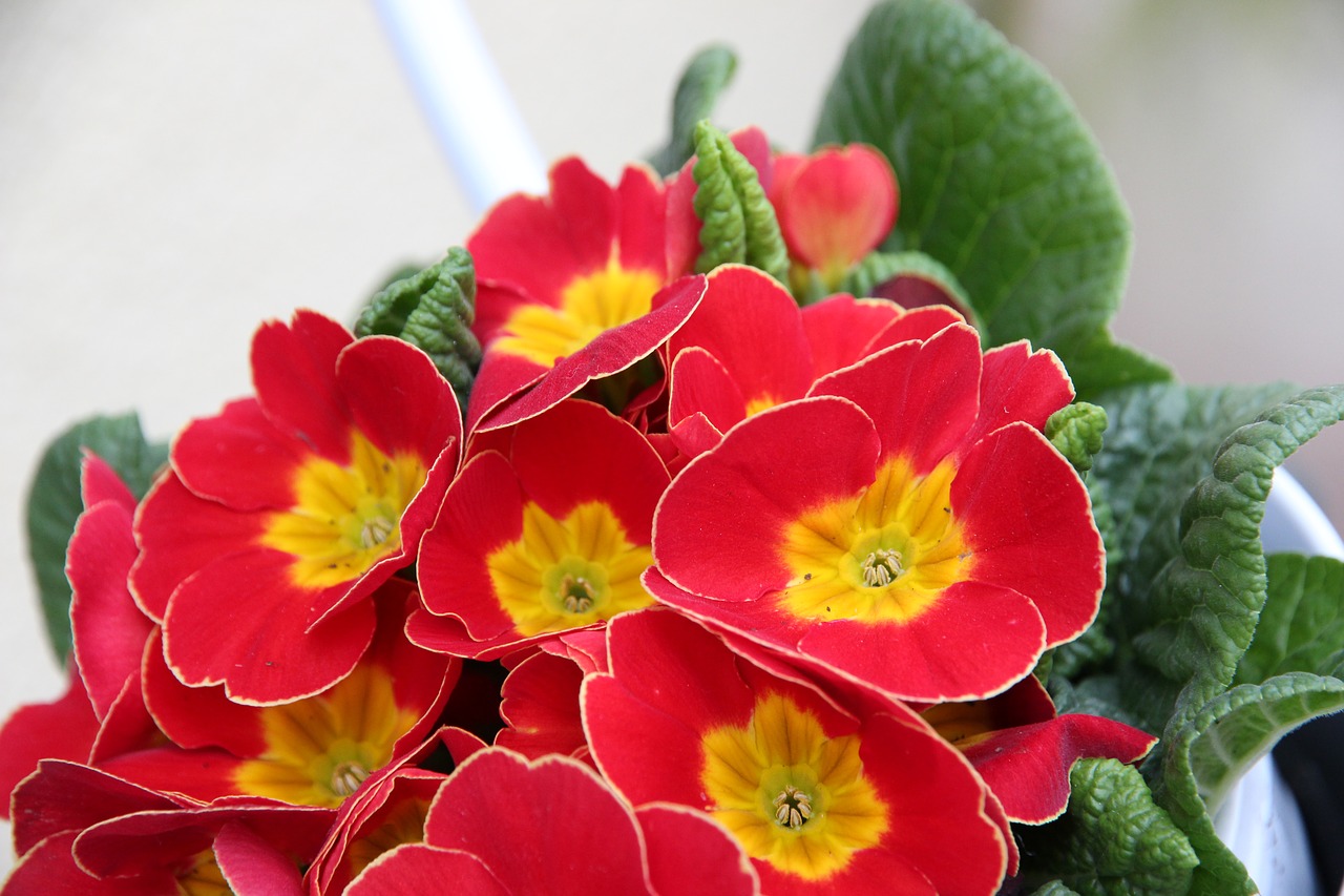 Image - primrose red spring flower primula