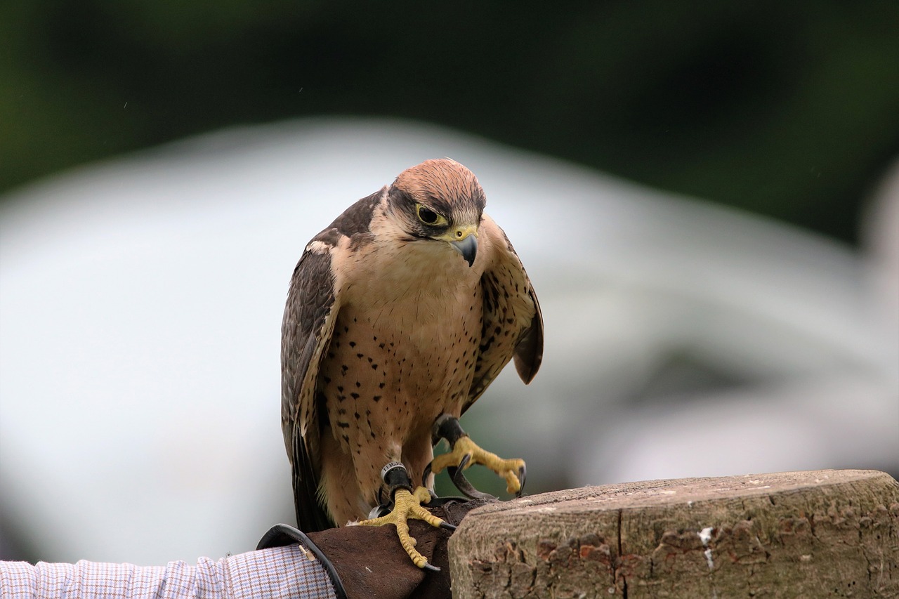 Image - lanner falcon falcon bird lanner