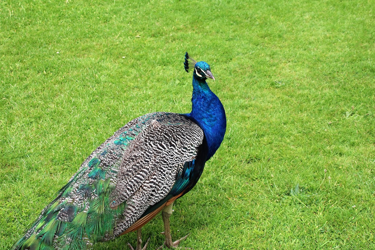 Image - peacock blue green interesting