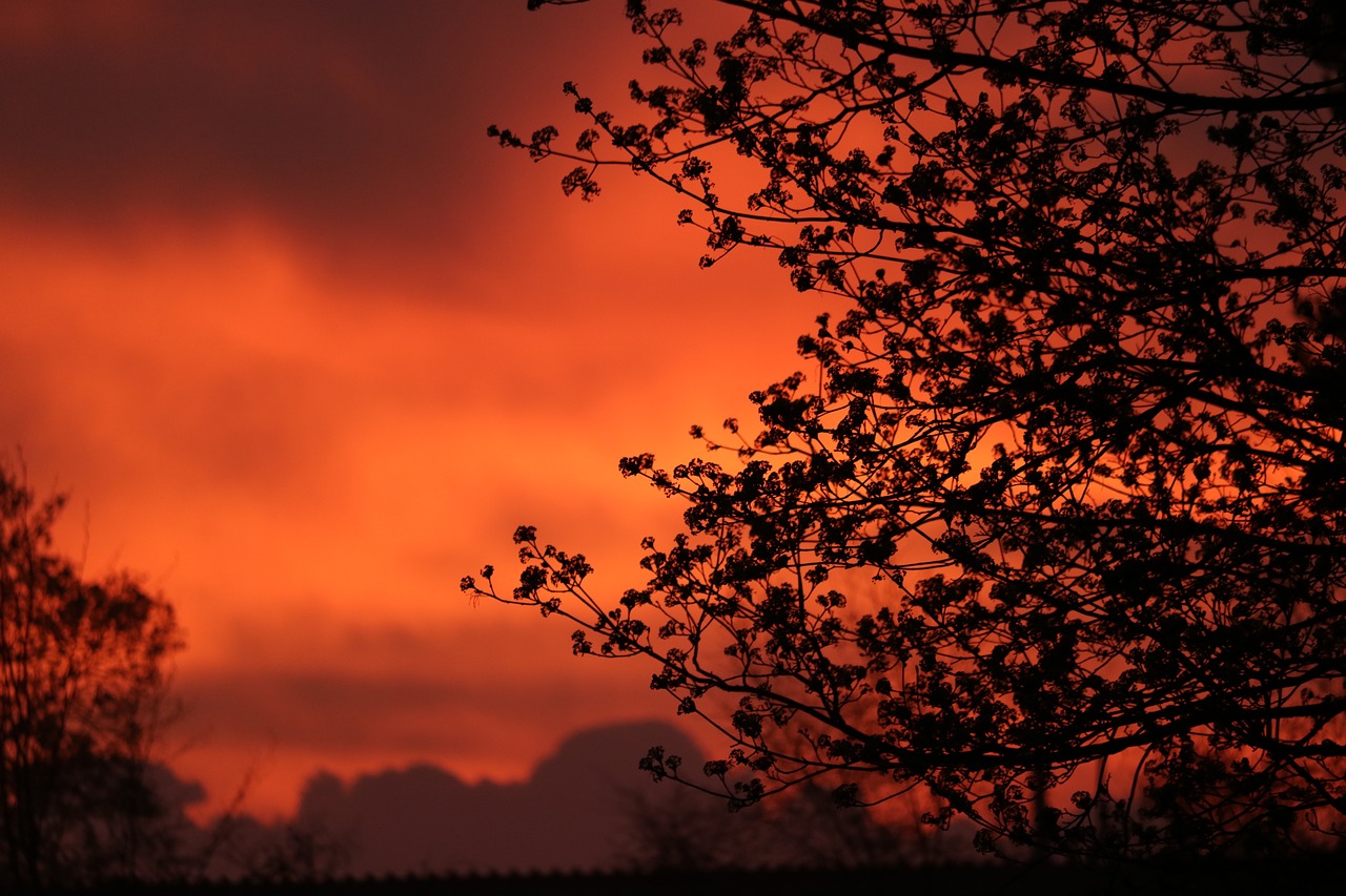 Image - morgenstimmung red morgenrot tree