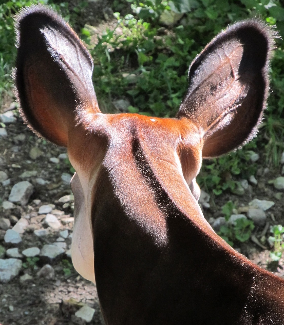 Image - okapi ears head neck animal zoo