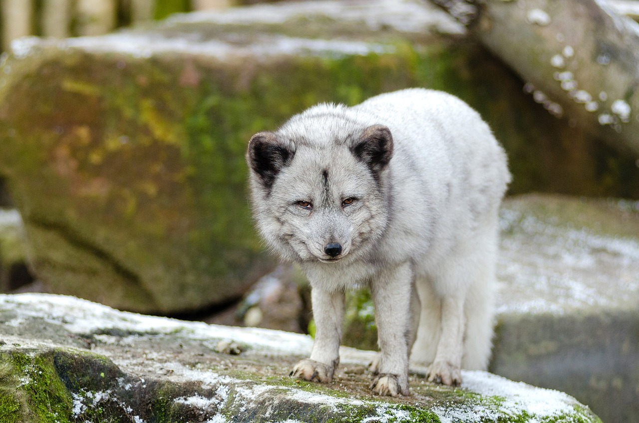 Image - arctic fox fur animal wildlife