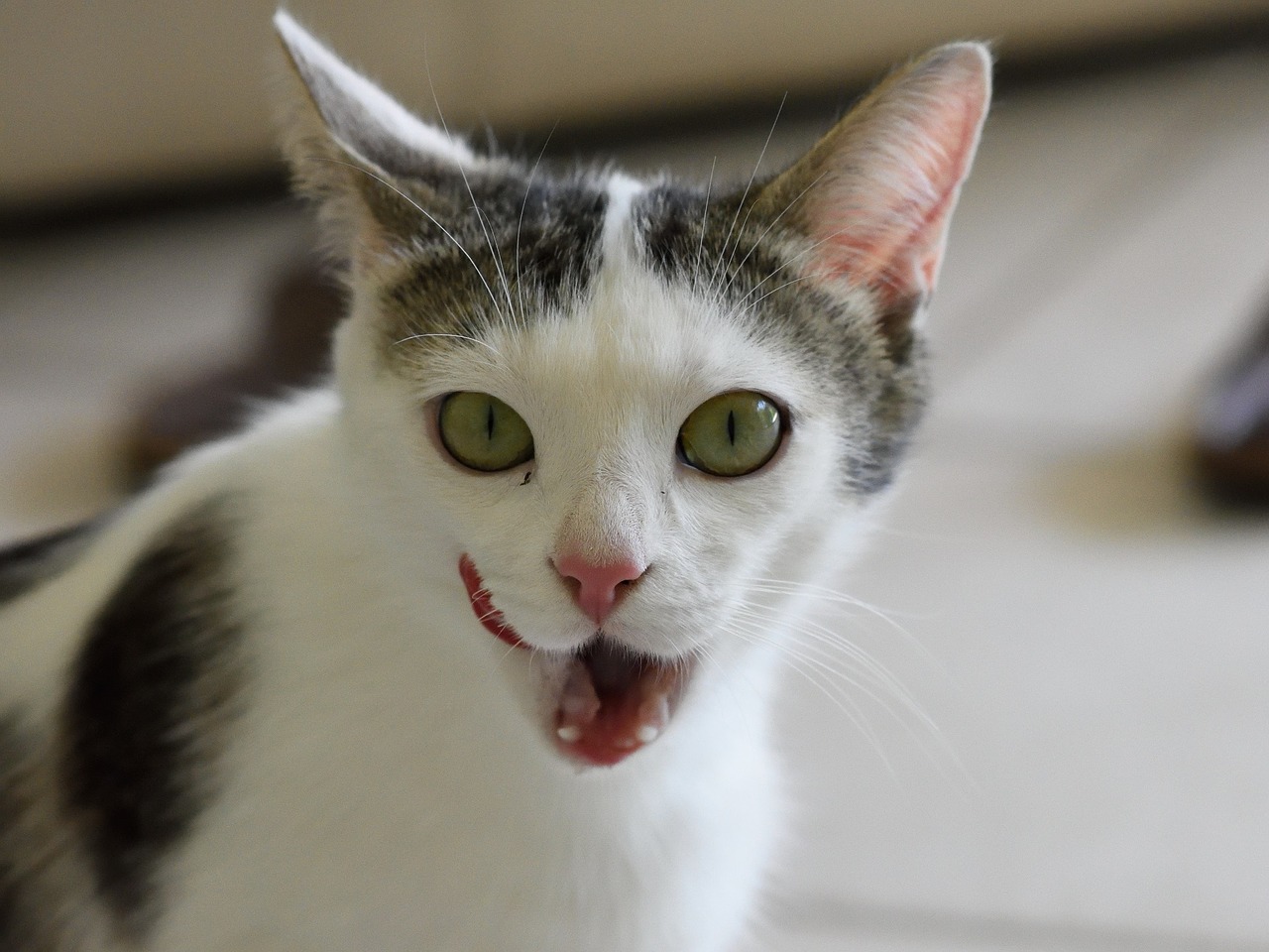 Image - cat portrait looking face close up
