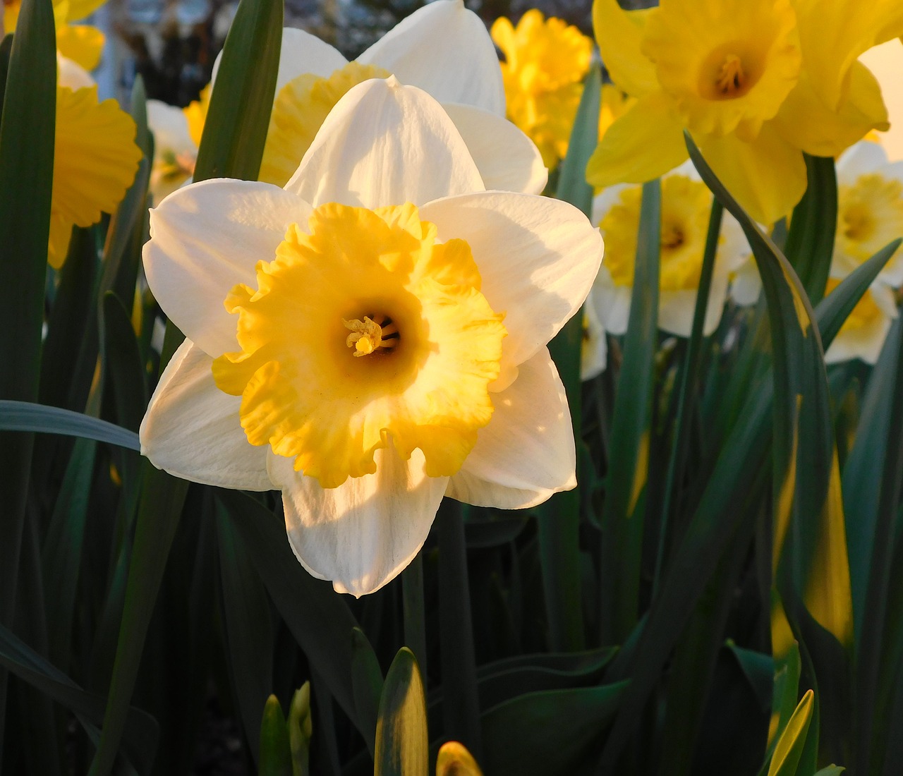 Image - narcissus yellow white narcissus