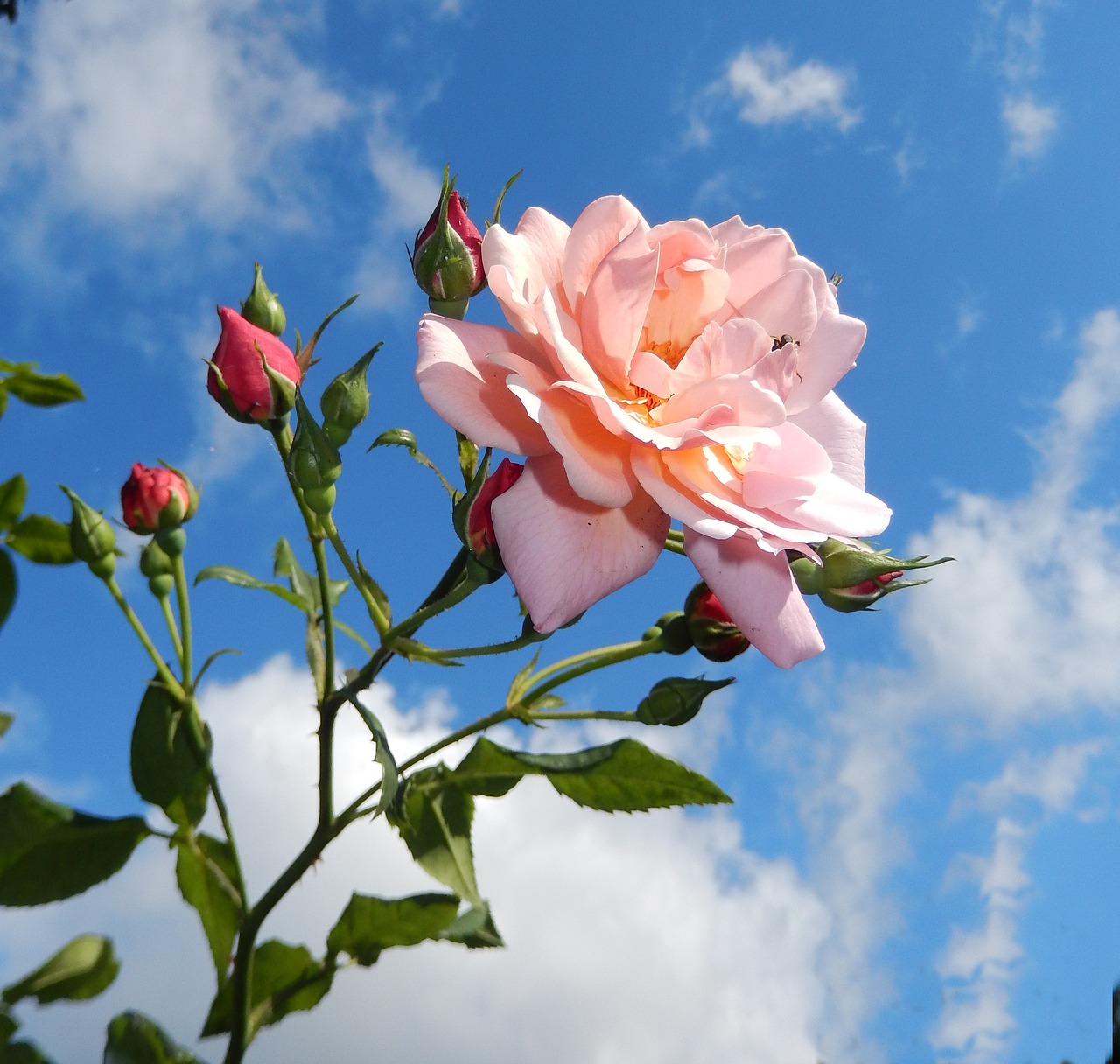 Image - rose garden blossom bloom nature